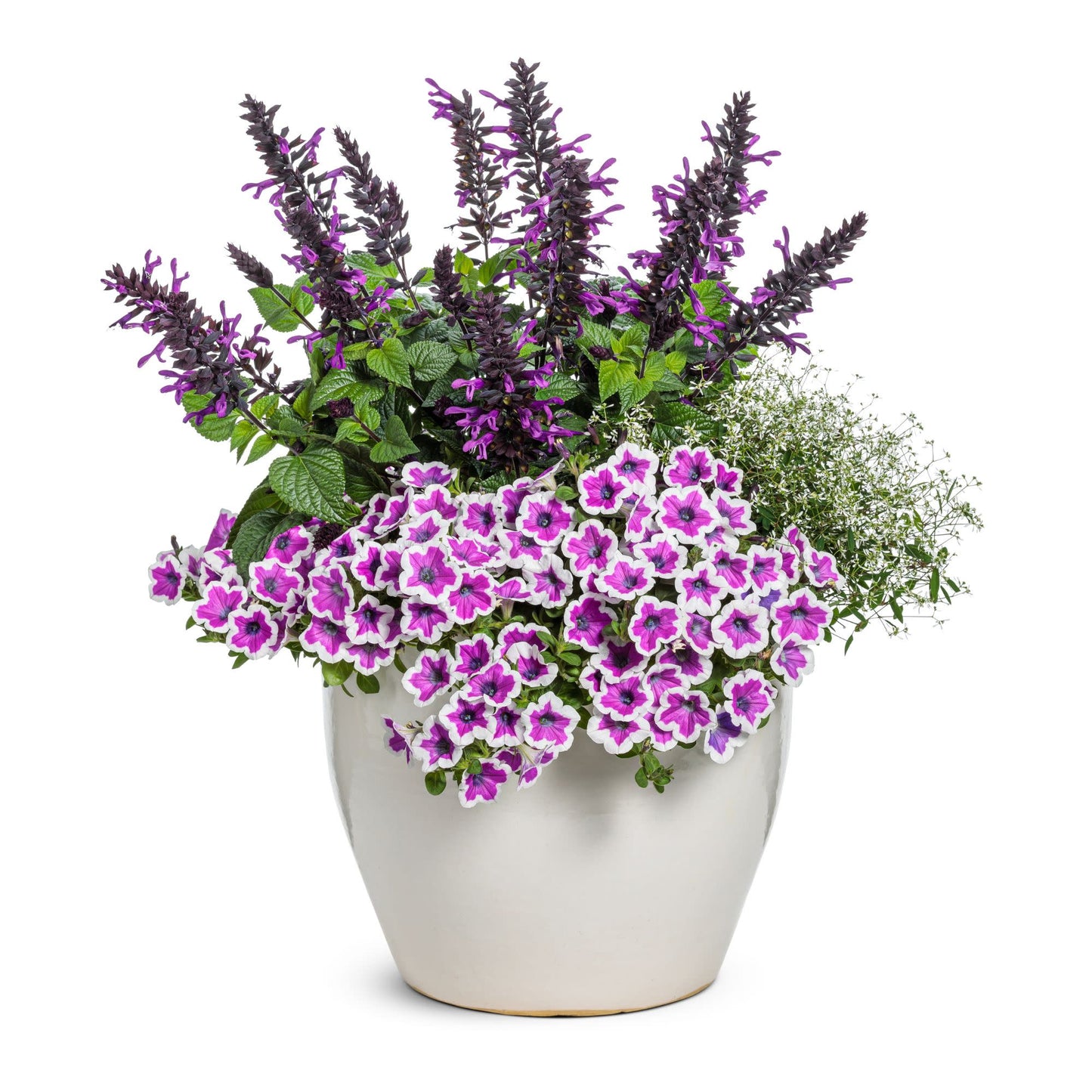 Supertunia® Hoopla® Vivid Orchid™ Petunia