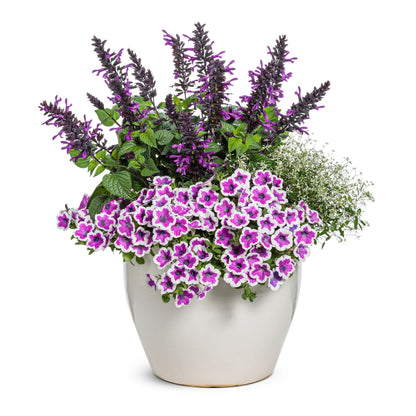 Supertunia® Hoopla® Vivid Orchid™ Petunia