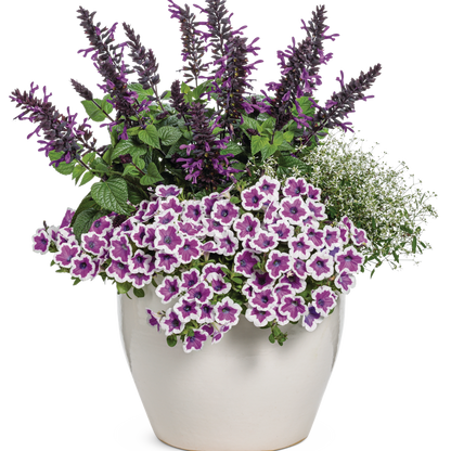 Supertunia Hoopla Vivid Orchid Petunia in use.