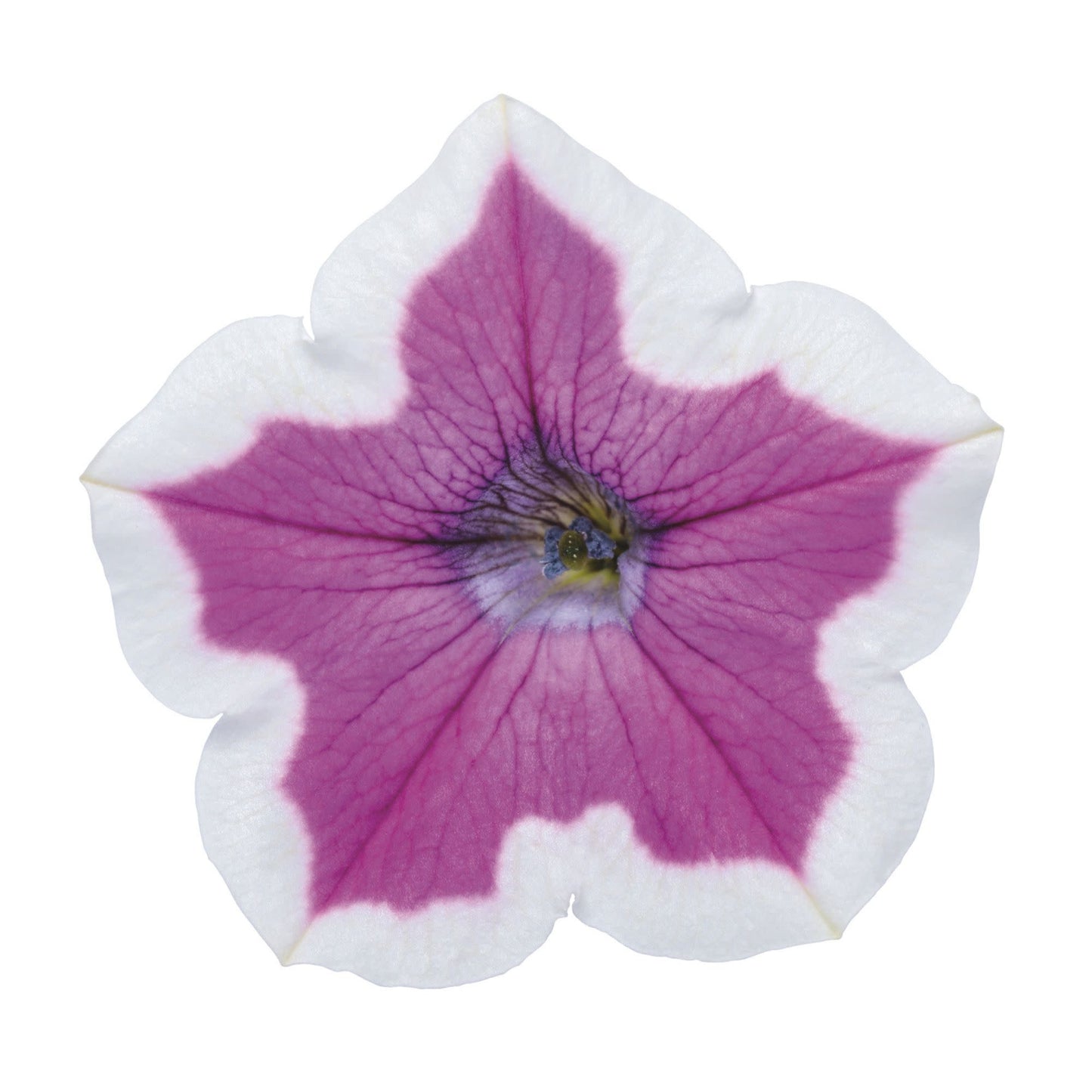 Supertunia® Hoopla® Vivid Orchid™ Petunia