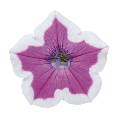 Supertunia® Hoopla® Vivid Orchid™ Petunia