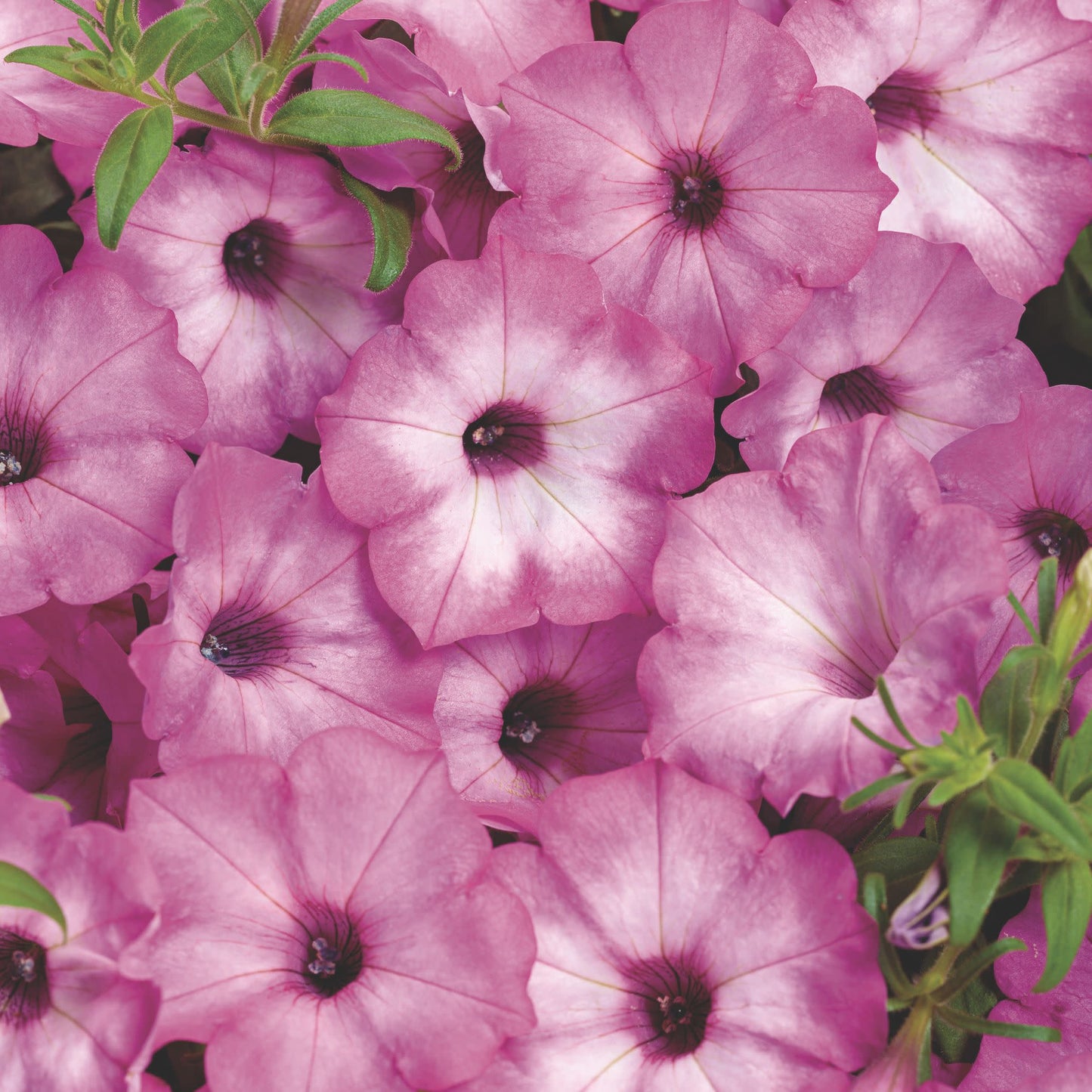 Supertunia® Pink Tiara™ Petunia