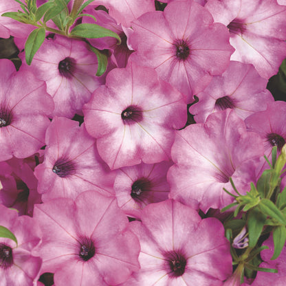 Supertunia® Pink Tiara™ Petunia