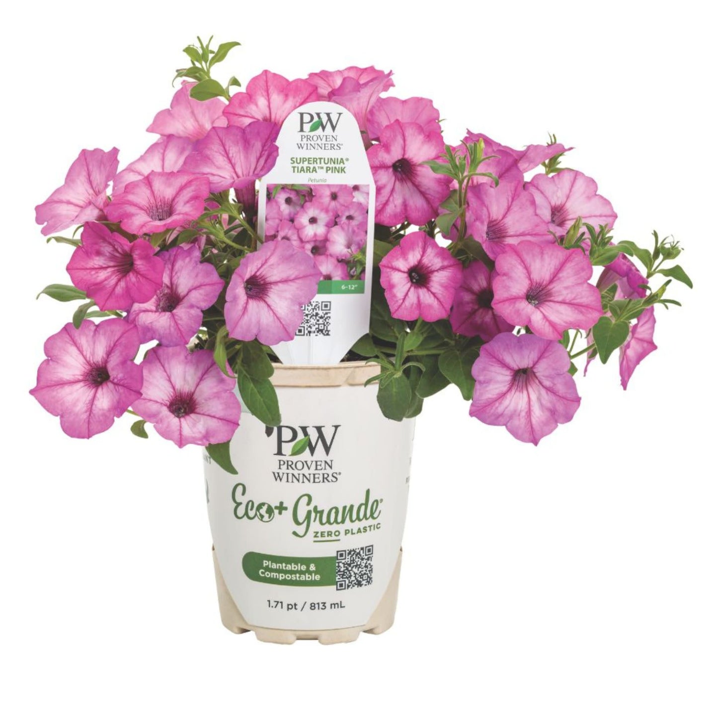 Supertunia® Pink Tiara™ Petunia