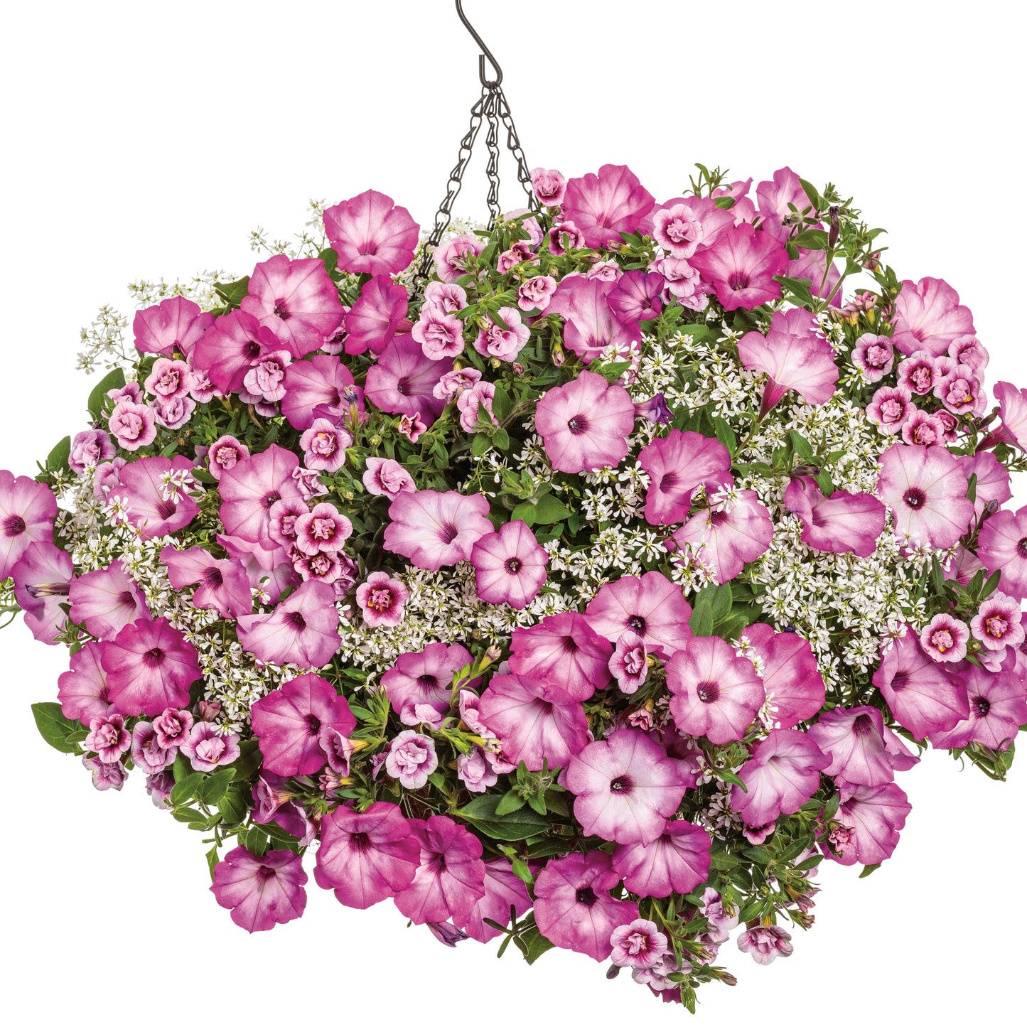 Supertunia® Pink Tiara™ Petunia