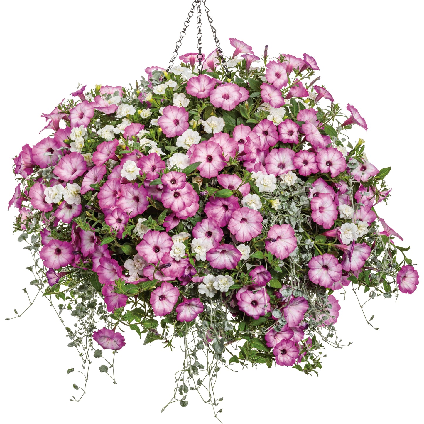 Supertunia® Pink Tiara™ Petunia