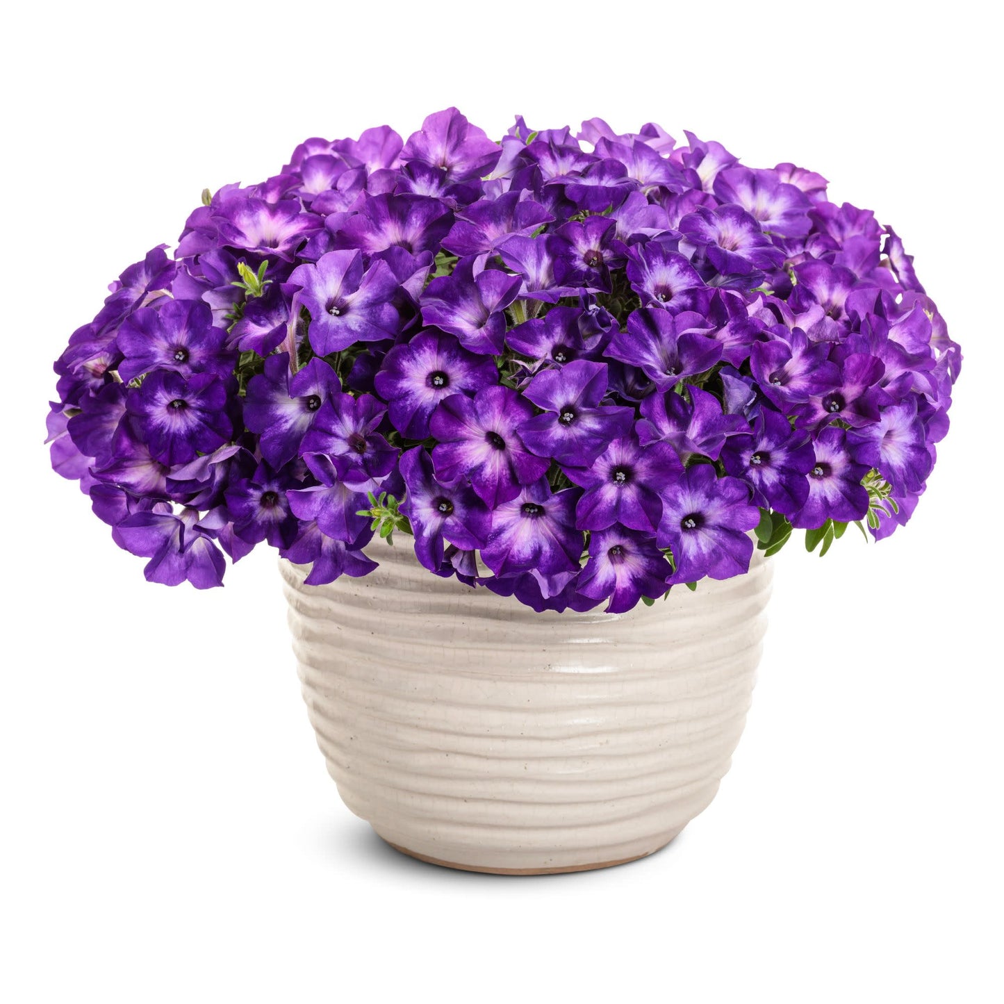 Supertunia® Blue Tiara™ Petunia