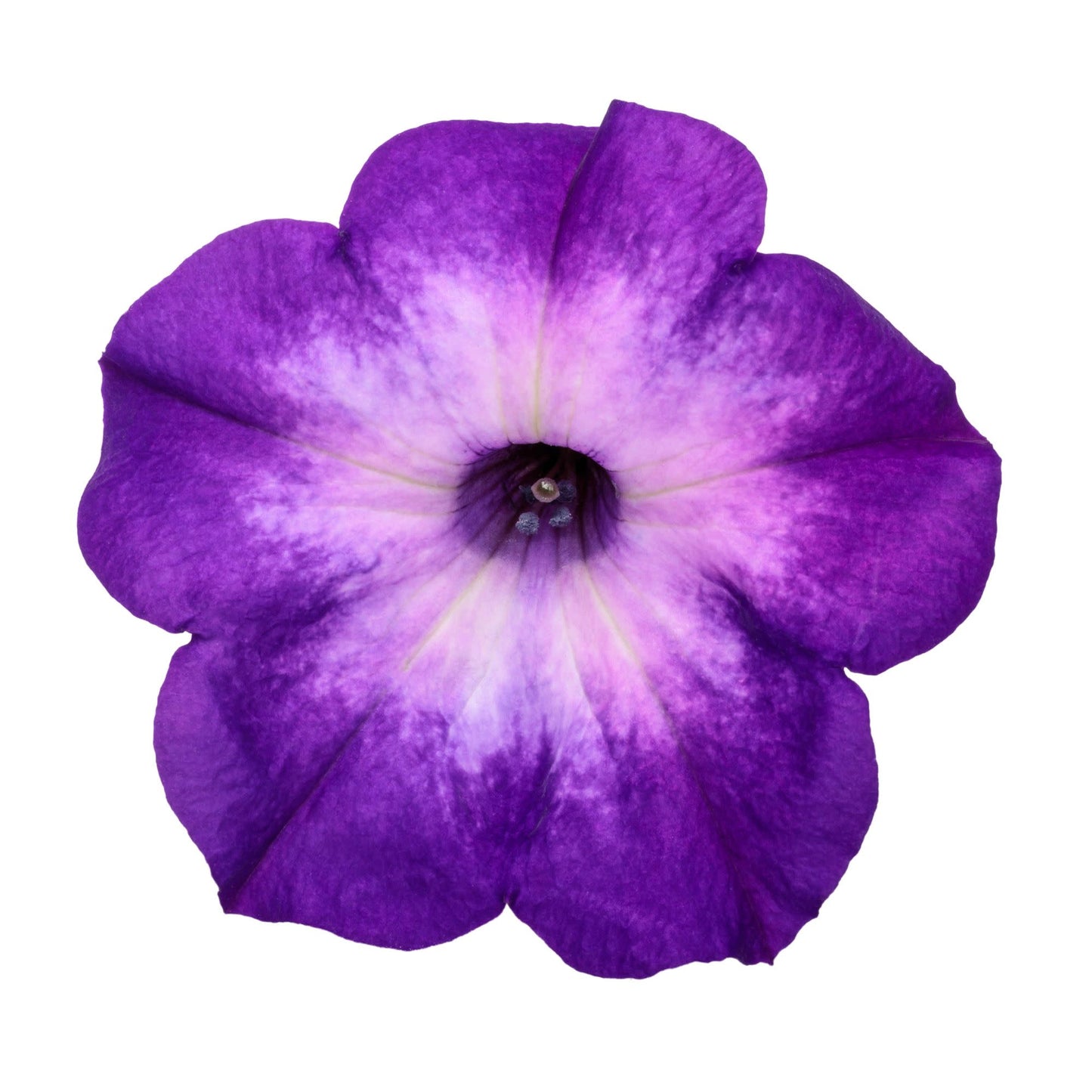 Supertunia® Blue Tiara™ Petunia