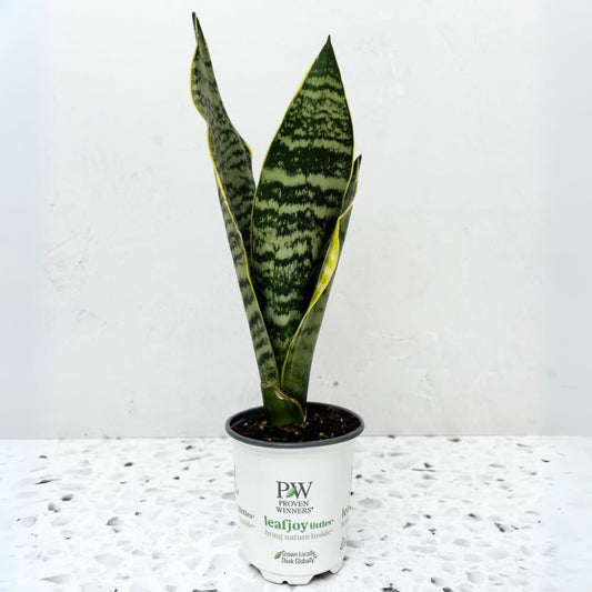 leafjoy littles™ Austere Luster™ Superba Snake Plant (Sansevieria)