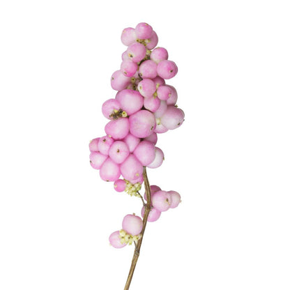 Proud Berry® Pink Coralberry (Symphoricarpos)