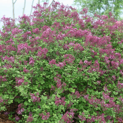 Bloomerang Dark Purple Reblooming Lilac in focus.