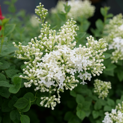 Bloomerang Showmound Bloomerang Showmound Reblooming lilac up close.