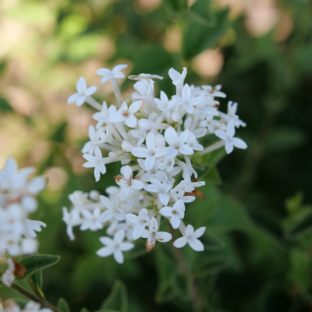 Bloomerang Showmound Bloomerang Showmound Reblooming lilac up close.