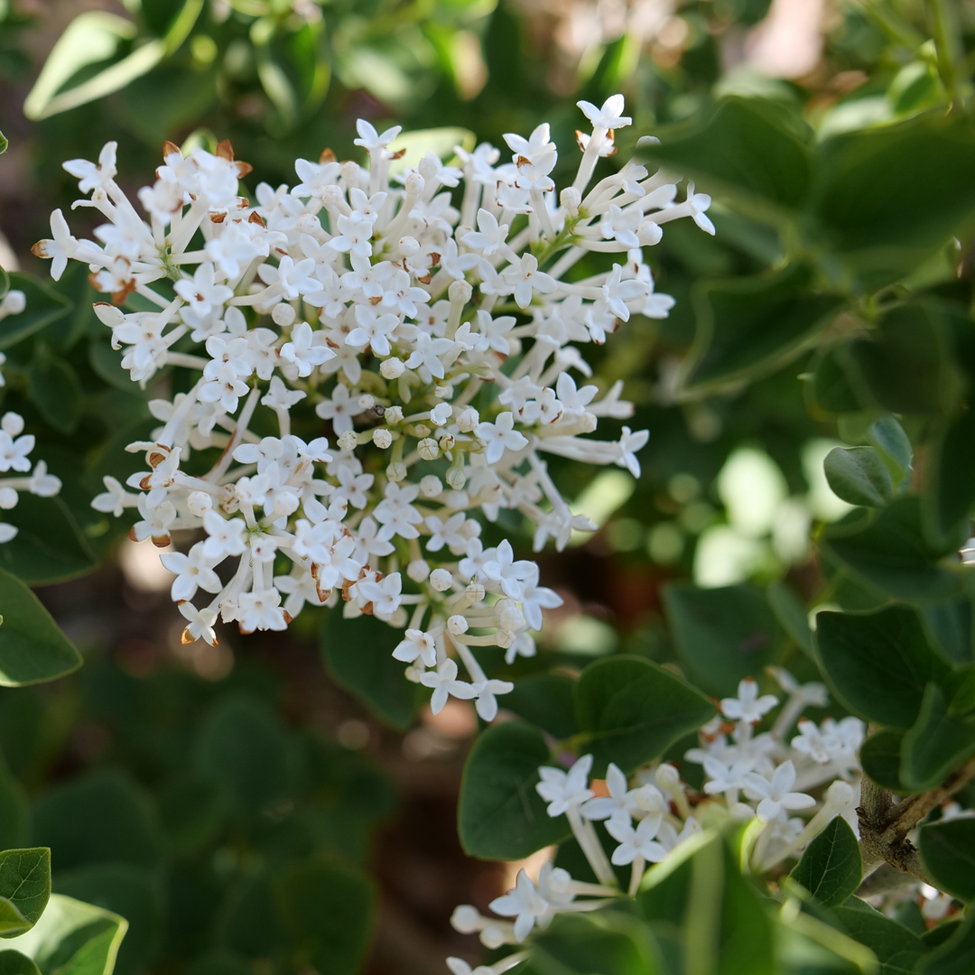 Bloomerang Showmound Bloomerang Showmound Reblooming lilac up close.