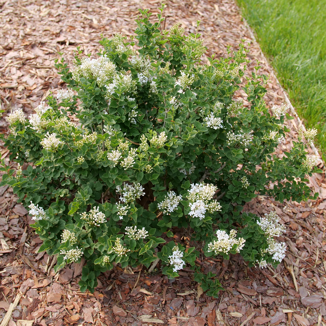 Bloomerang Showmound Bloomerang Showmound Reblooming lilac in use.