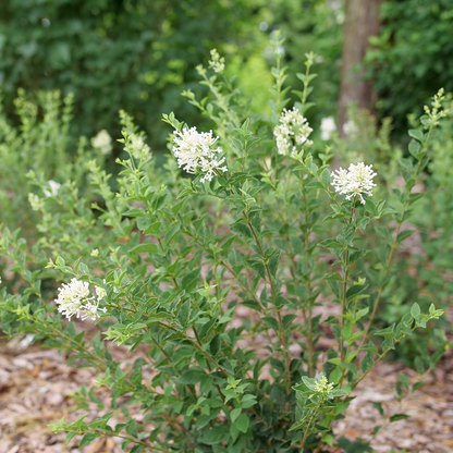 Bloomerang Showmound Bloomerang Showmound Reblooming lilac in use.