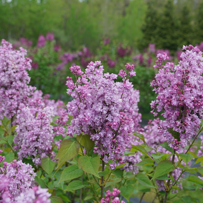 Scentara® Double Blue Lilac (Syringa x hyacinthiflora)