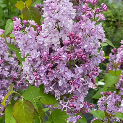 Scentara® Double Blue Lilac (Syringa x hyacinthiflora)