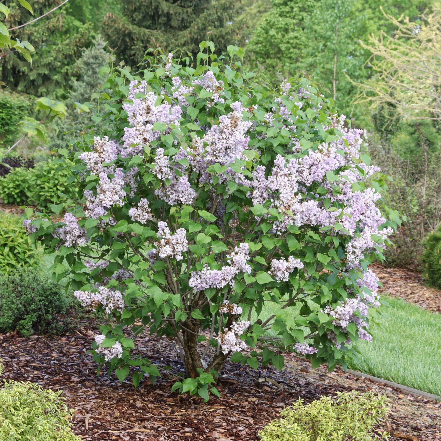 Scentara® Double Blue Lilac (Syringa x hyacinthiflora)