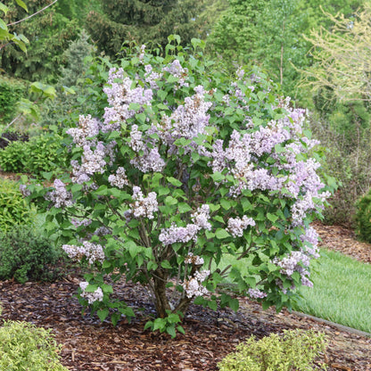 Scentara® Double Blue Lilac (Syringa x hyacinthiflora)