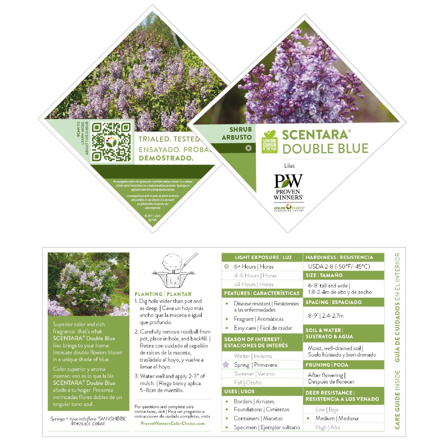 Scentara® Double Blue Lilac (Syringa x hyacinthiflora)