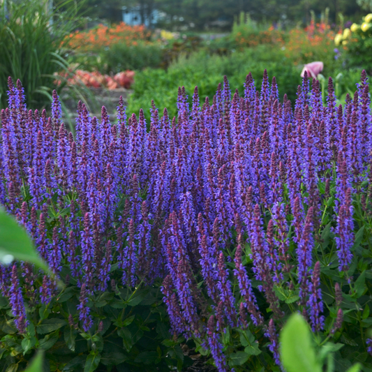 Color Spires® 'Violet Riot' Perennial Salvia