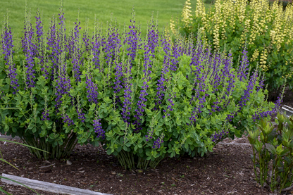 Decadence® 'Sparkling Sapphires' False Indigo (Baptisia hybrid)