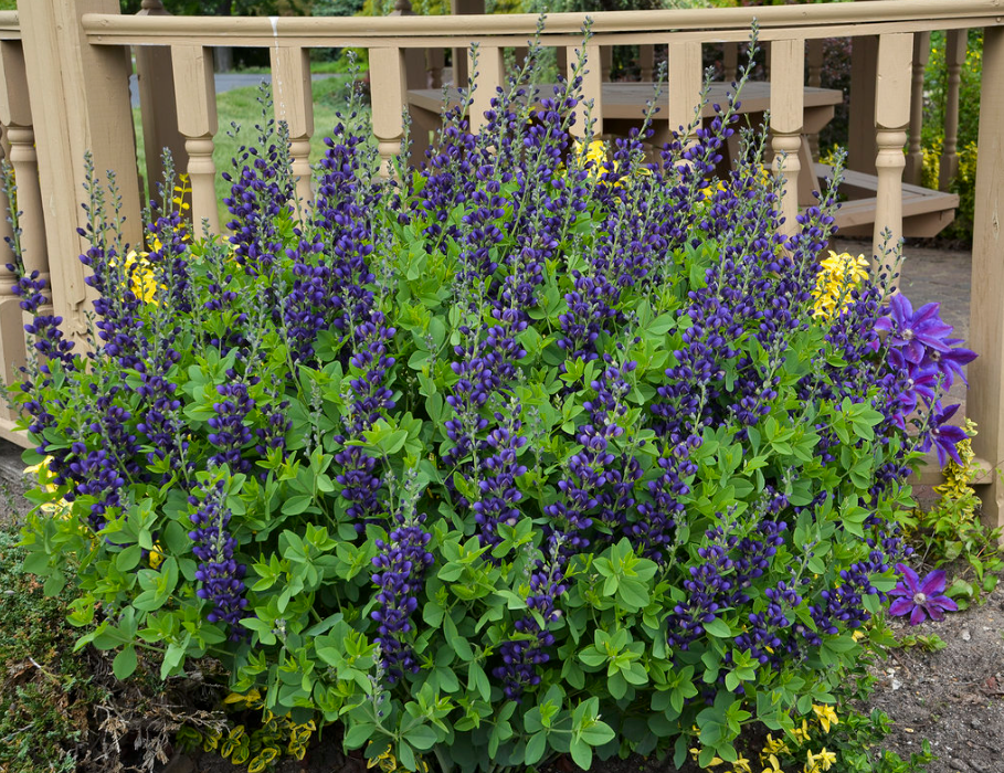 Decadence® 'Sparkling Sapphires' False Indigo (Baptisia hybrid)