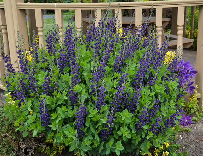 Decadence® 'Sparkling Sapphires' False Indigo (Baptisia hybrid)