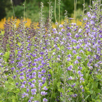 Decadence® Deluxe 'Blue Bubbly' False Indigo (Baptisia hybrid)