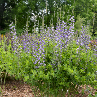 Decadence® Deluxe 'Blue Bubbly' False Indigo (Baptisia hybrid)