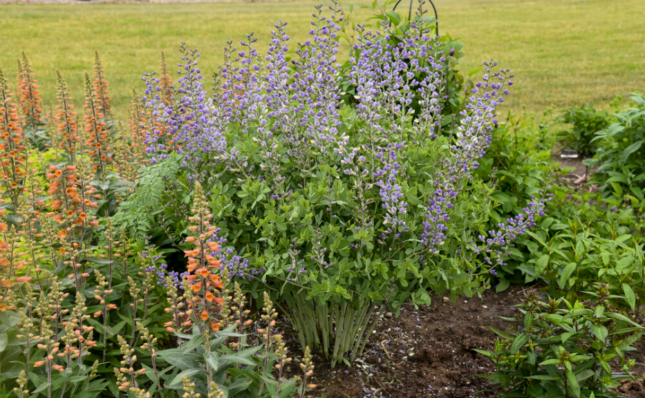 Decadence® Deluxe 'Blue Bubbly' False Indigo (Baptisia hybrid)