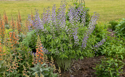 Decadence® Deluxe 'Blue Bubbly' False Indigo (Baptisia hybrid)