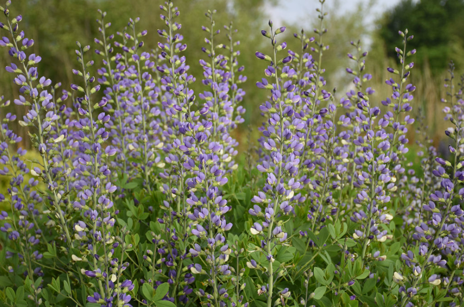 Decadence® Deluxe 'Blue Bubbly' False Indigo (Baptisia hybrid)