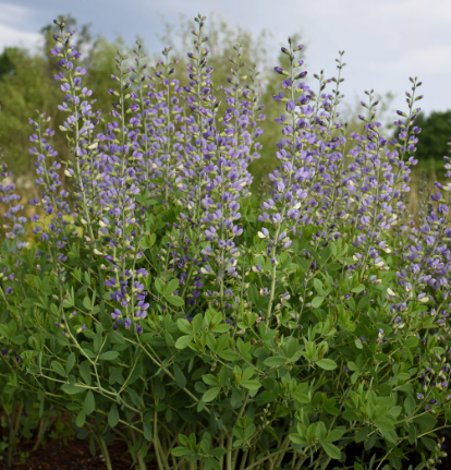Decadence® Deluxe 'Blue Bubbly' False Indigo (Baptisia hybrid)