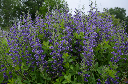 Decadence® 'Blueberry Sundae' False Indigo (Baptisia hybrid)