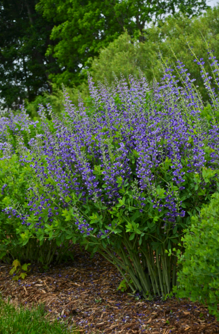 Decadence® 'Blueberry Sundae' False Indigo (Baptisia hybrid)