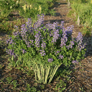 Decadence® 'Blueberry Sundae' False Indigo (Baptisia hybrid)