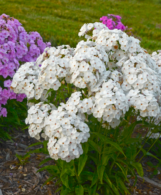 'Opening Act White' (Phlox hybrid)