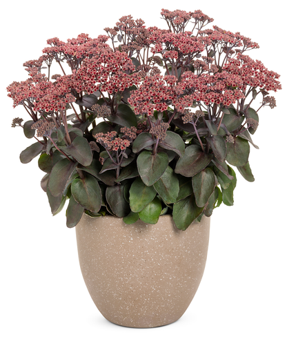 Rock 'N Grow® 'Back in Black' Stonecrop (Sedum)