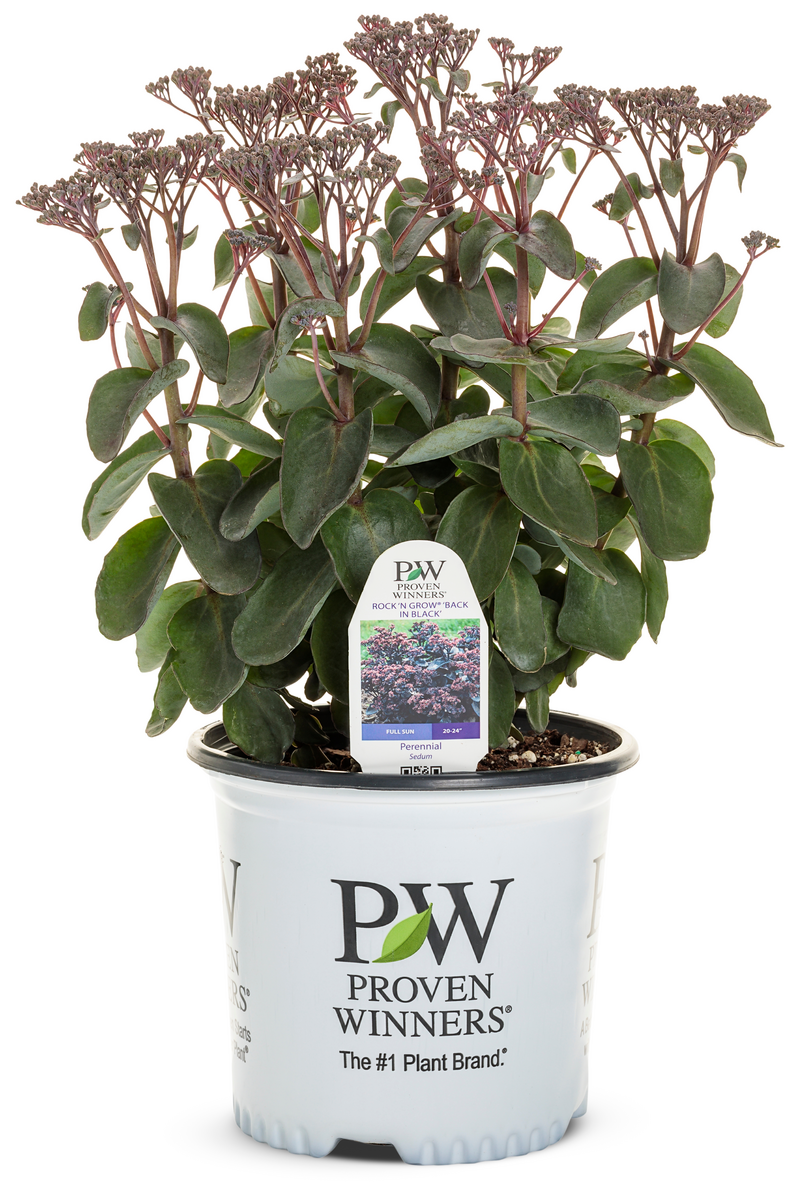Rock 'N Grow® 'Back in Black' Stonecrop (Sedum)