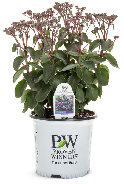 Rock 'N Grow® 'Back in Black' Stonecrop (Sedum)