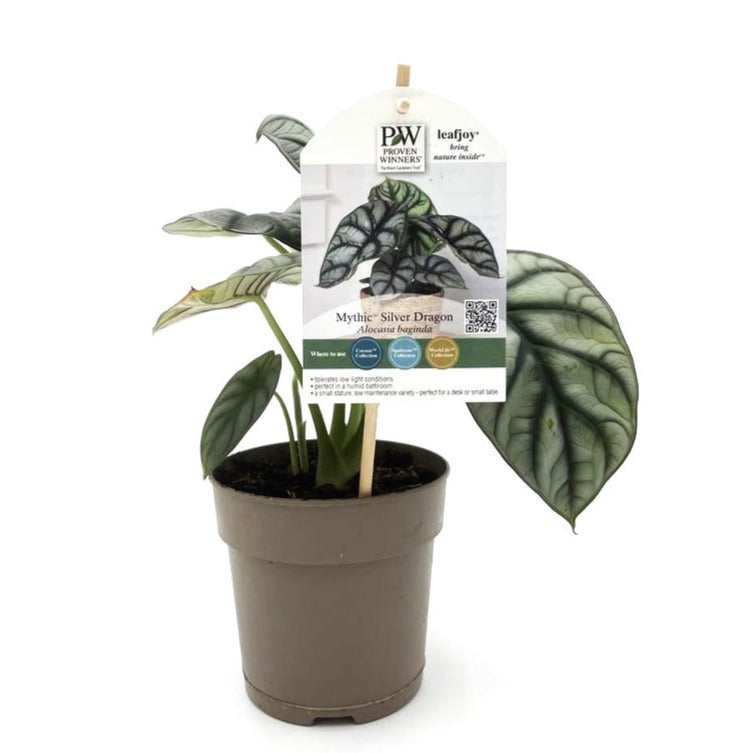Mythic® Silver Dragon Jewel Alocasia (Alocasia baginda)
