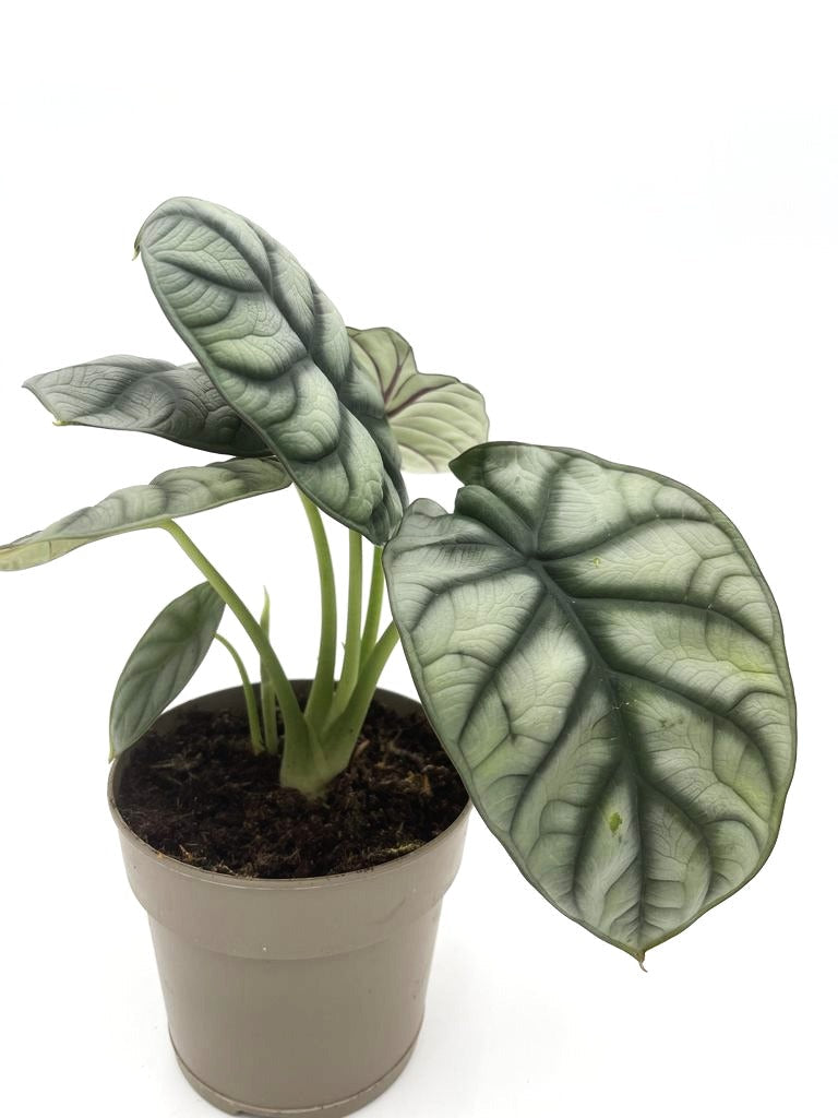 Mythic® Silver Dragon Jewel Alocasia (Alocasia baginda)