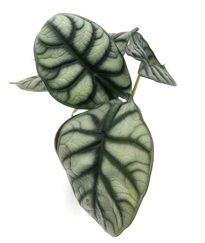 Mythic® Silver Dragon Jewel Alocasia (Alocasia baginda)