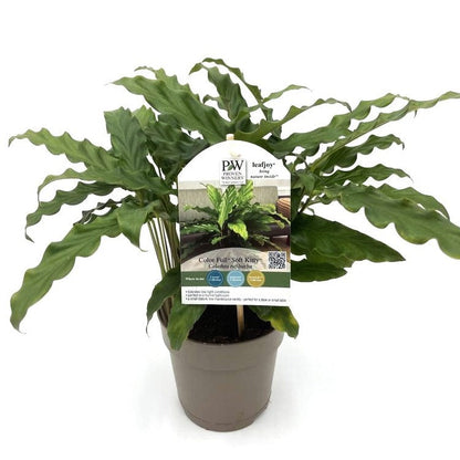 Color Full® Soft Kitty™ Furry Feather Calathea (Goeppertia rufibarba)