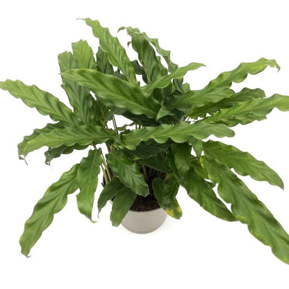 Color Full® Soft Kitty™ Furry Feather Calathea (Goeppertia rufibarba)