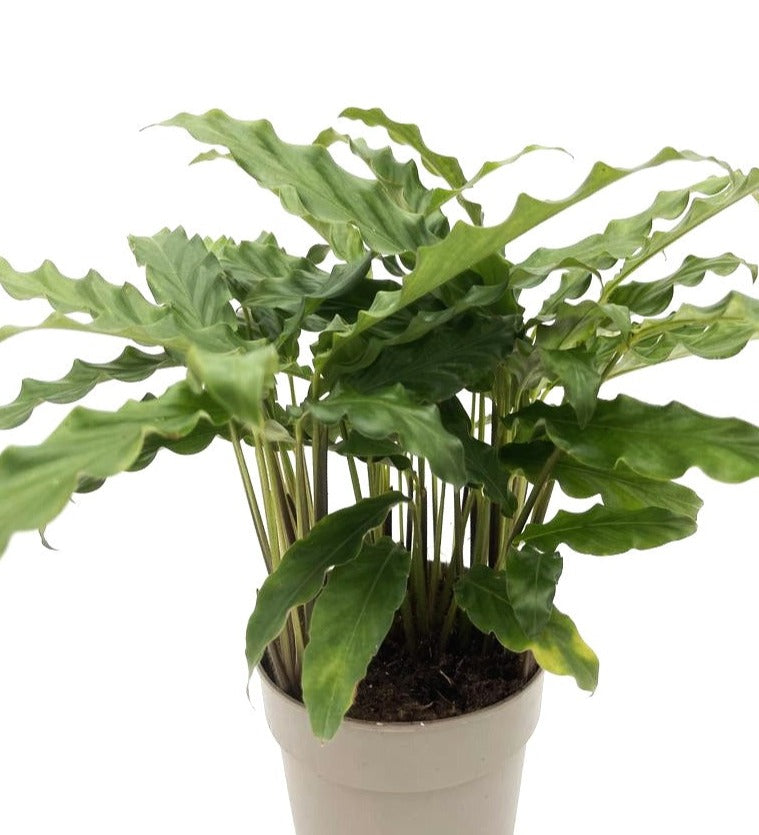 Color Full® Soft Kitty™ Furry Feather Calathea (Goeppertia rufibarba)