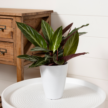 Socialite™ Stripestar (Stromanthe sanguinea)