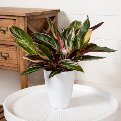Socialite™ Trio Star (Stromanthe sanguinea)